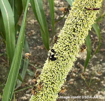 pearl millet pollinators